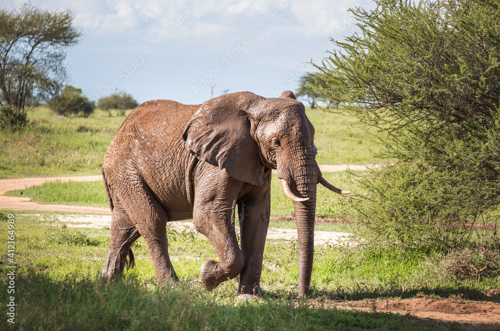 Obraz premium Lonely young bush elephant portrait in the Tarangire National Park, Tanzania. African savanna elephant - the largest living terrestrial animal. Animals in the wild concept image