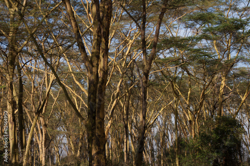 Nakuru Lake Trees