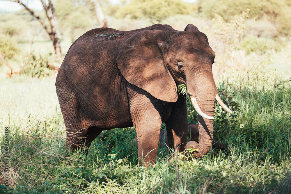 Obraz premium Lonely young bush elephant cow portrait in the Tarangire National Park, Tanzania. African savanna elephant - the largest living terrestrial animal. Animals in the wild concept image