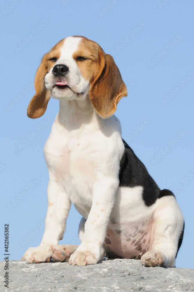 Beagle puppy dog sitting portrait