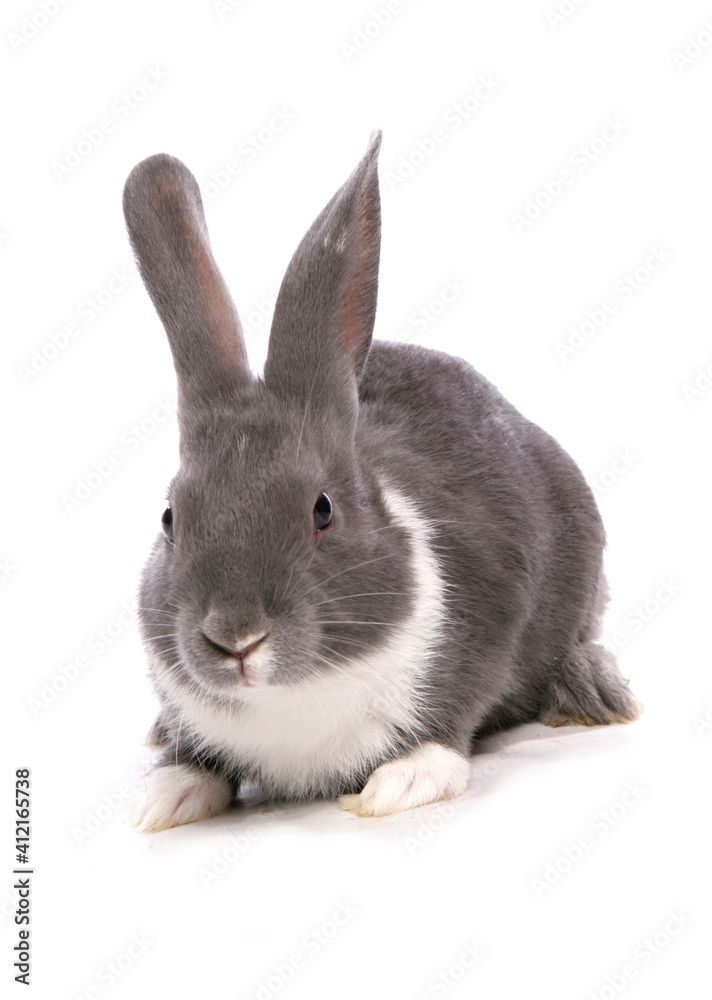 Fototapeta premium silver blue rabbit