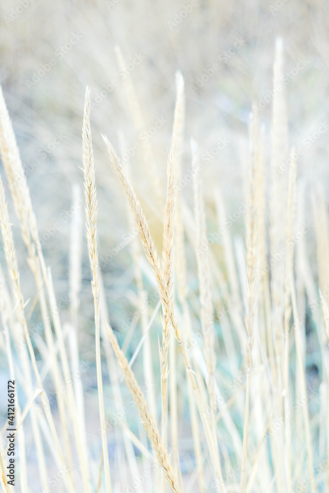 Fototapeta premium Beautiful tender spikelets of steppe grass on a light blurry background.