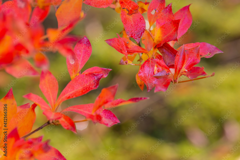 真っ赤なドウダンの紅葉