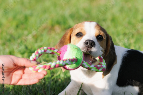 Beagle puppy dog discovers the world 