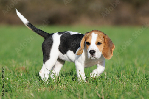 Beagle puppy dog discovers the world 