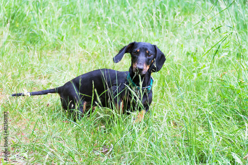 smooth-haired black dachshund in the meadow