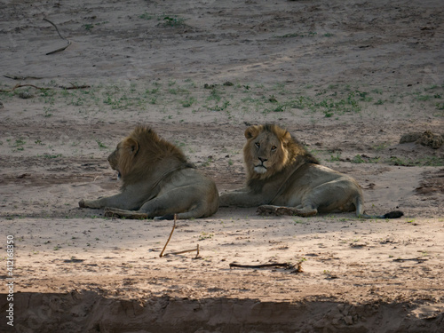 lion cub and lioness