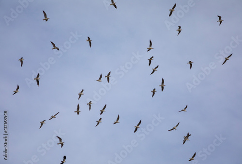 Gaviotas volando en grupo bajo un cielo azul © David