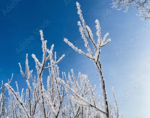 Icy frozen tree branches in the blue sky
