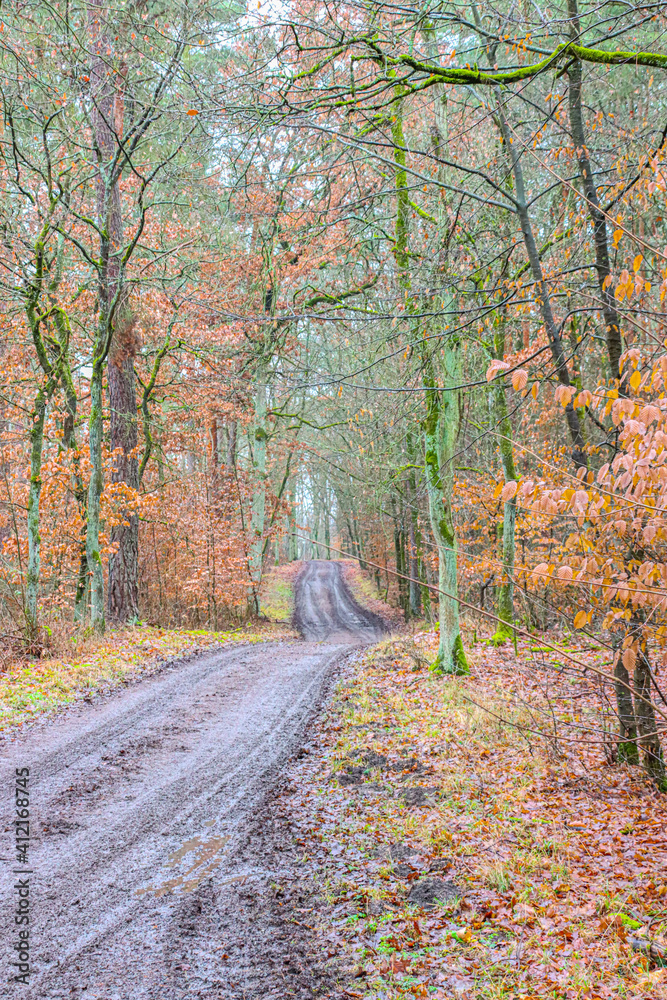 a muddy forest road