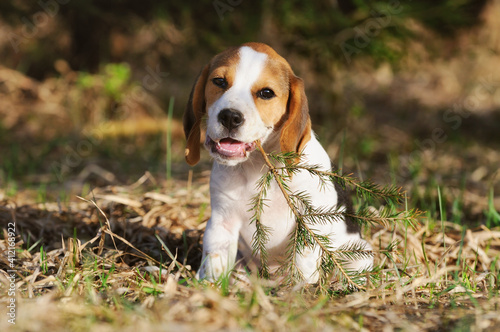 Fototapeta Naklejka Na Ścianę i Meble -  Beagle puppy dog sitting portrait