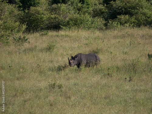 rhino in the savannah