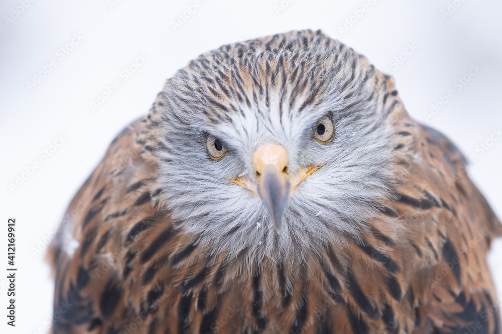 Naklejka premium Red Kite head closeup (Milvus milvus)