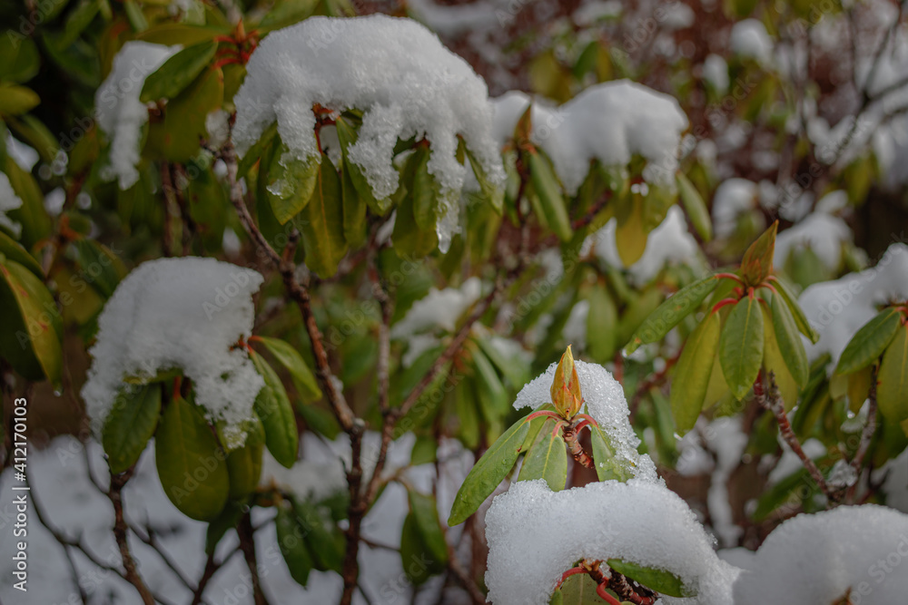 Rhododendron in the winter snow Rhododendron in the winter snow