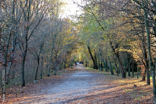 A tree-lined path during autumn