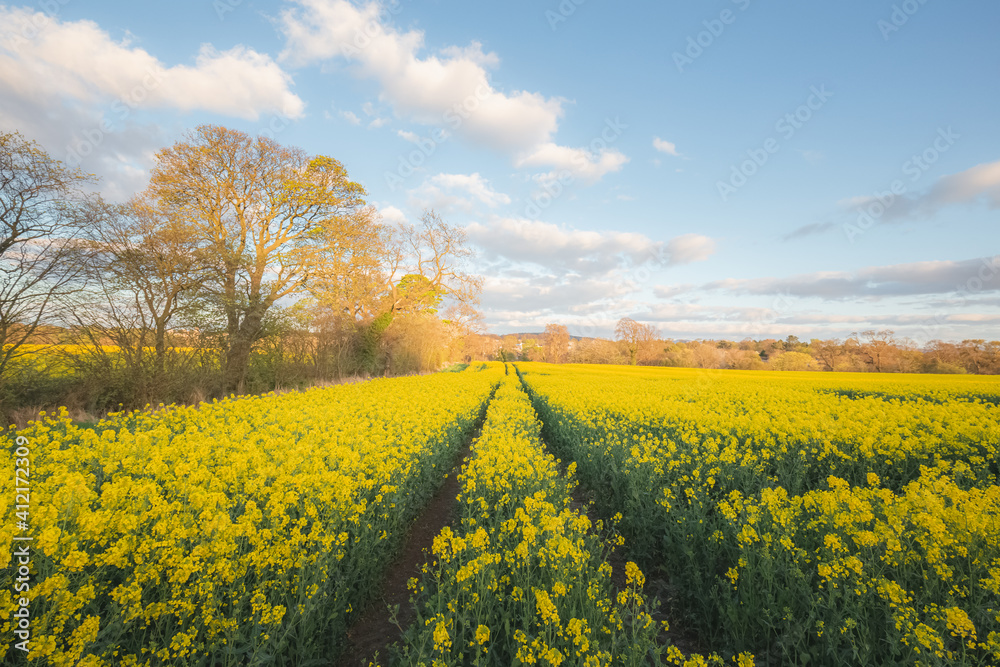 Colourful countryside landscape of fields of yellow rapeseed (Brassica napus) on a Spring evening in Cramond on the outskirts of Edinburgh, Scotland.