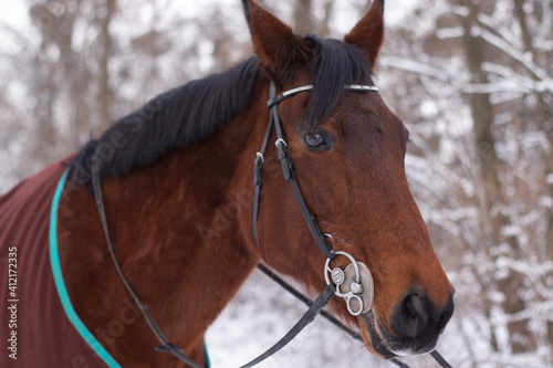 winter portrait of magnificent brown Thoroughbred bay horse. banner. stable. horse Club © OliaVesna