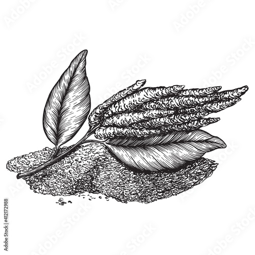 Drawings of amaranth flowering plants and seeds. Organic superfood product for healthy nutrition hand drawn on white background. Engraving drawing style vector illustration