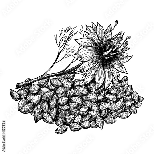 Cumin or nigella sativa plant and seeds. Hand drawn vector illustration on white background. Engraving drawing style.