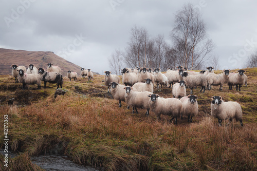 Canvas Print A flock of Scottish Blackface sheep (Ovis aries) stare at the camera in the countryside of Loch Awe, Argyll and Butte in the Scottish Highlands, Scotland