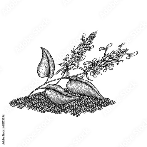 Chia plant and seeds. Superfood. Hand drawn vector illustration of buckwheat plant with flowers on white background.
