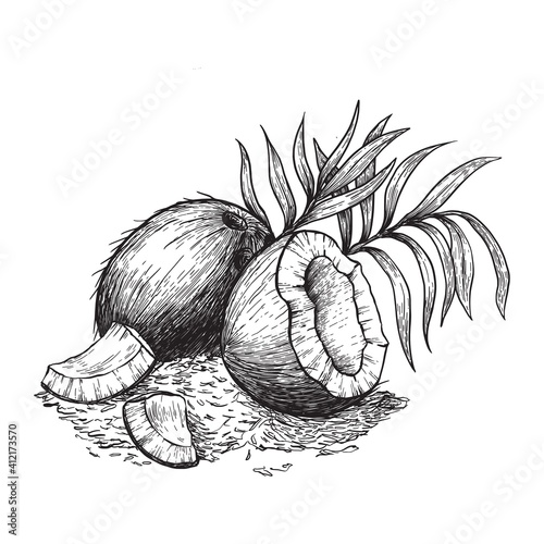Coconut and coconut shavings. Hand drawn sketches vector illustration on white background in vintage style.