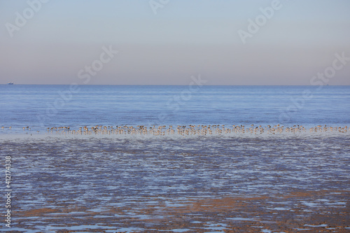 Birds inhabiting the beaches of the Bohai Sea  North China