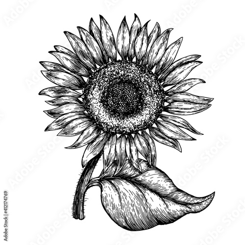 Sunflower vintage engraved illustration. Sunflower isolated . Vector illustration