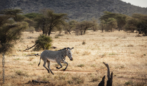 Animals in the wild - Gr  vy s Zebra running in Samburu National Reserve  North Kenya