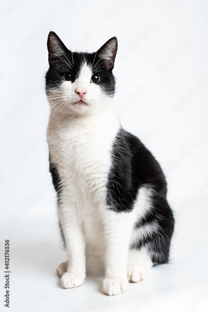 Fototapeta premium Kater