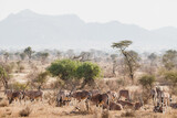 Animals in the wild - Large herd of Oryxes in Samburu National Reserve, North Kenya