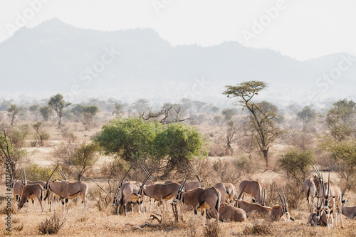 Animals in the wild - Large herd of Oryxes in Samburu National Reserve, North Kenya
