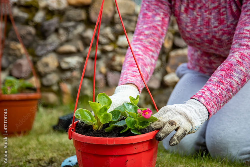 Fototapeta premium close-up of female hands in household gloves planting flowers in an outdoor pot on a green meadow