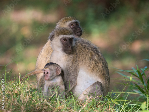 mother and baby baboon © Klaus B.