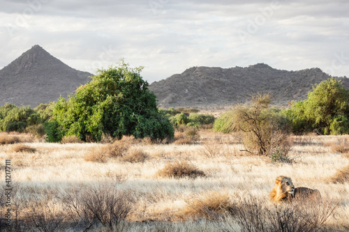 Animals in the wild - Lion at sunset in Samburu National Reserve, North Kenya