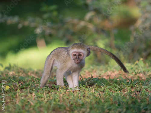 greaen macaque