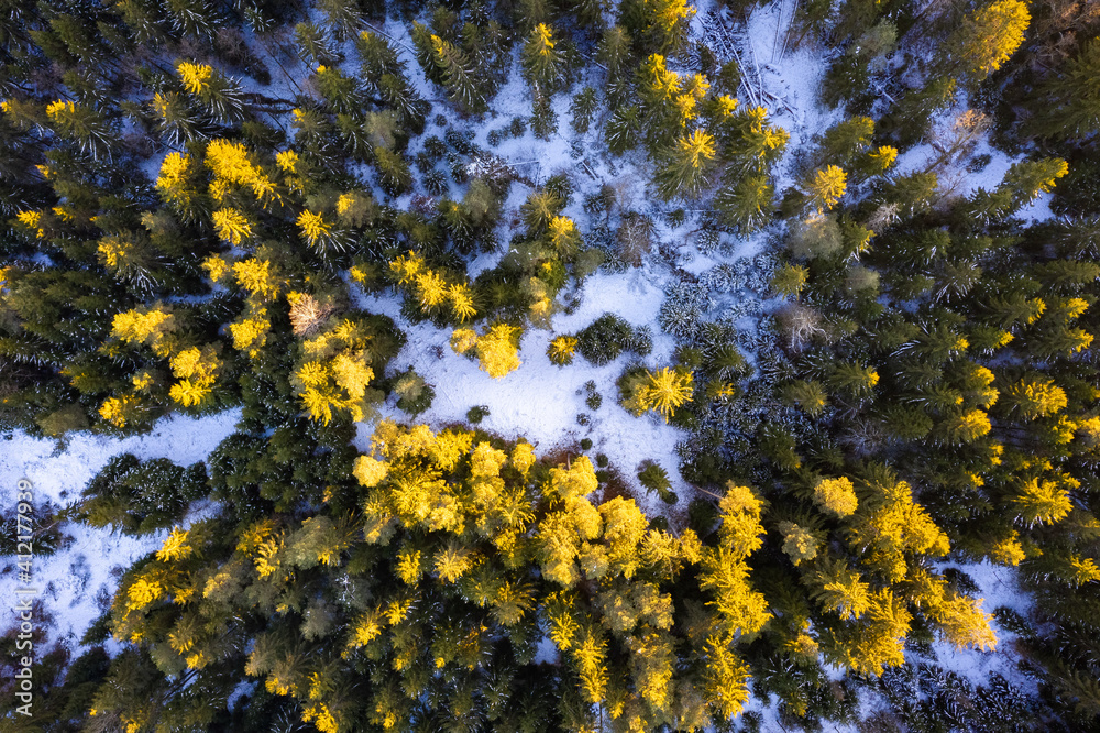 Aerial view of winter forest in sunset sun, ground covered with snow. Aerial view of winter forest in sunset sun, ground covered with snow.