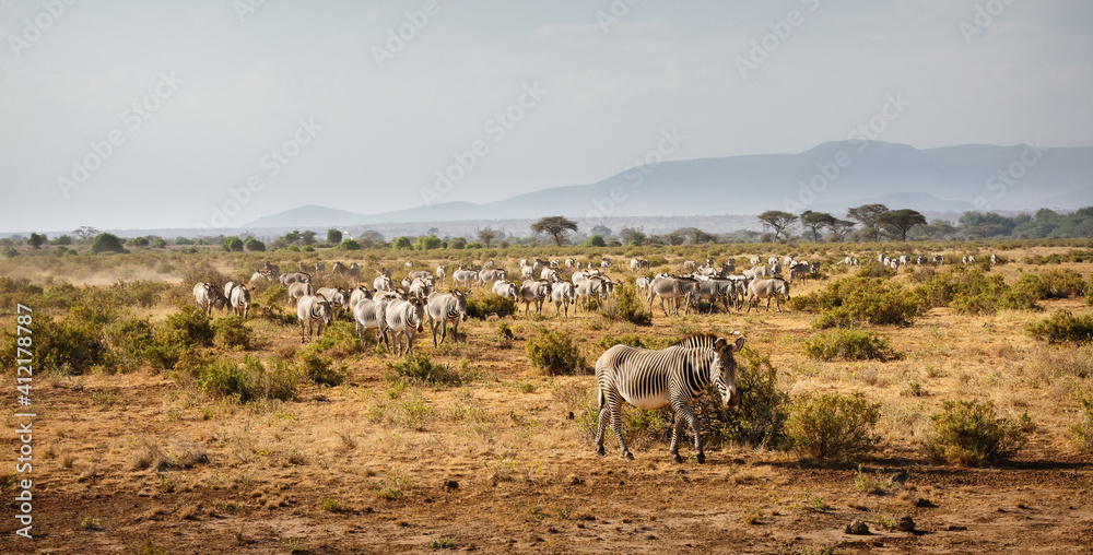 Group of Grevy's zebras in Samburu national reserve, North Kenya
