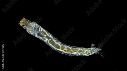 insecta Midge Larva Chironomidae under the microscope, order Diptera, distributed at the bottom of ponds, are indicators of water, food for fish. Sample found in the Volga River