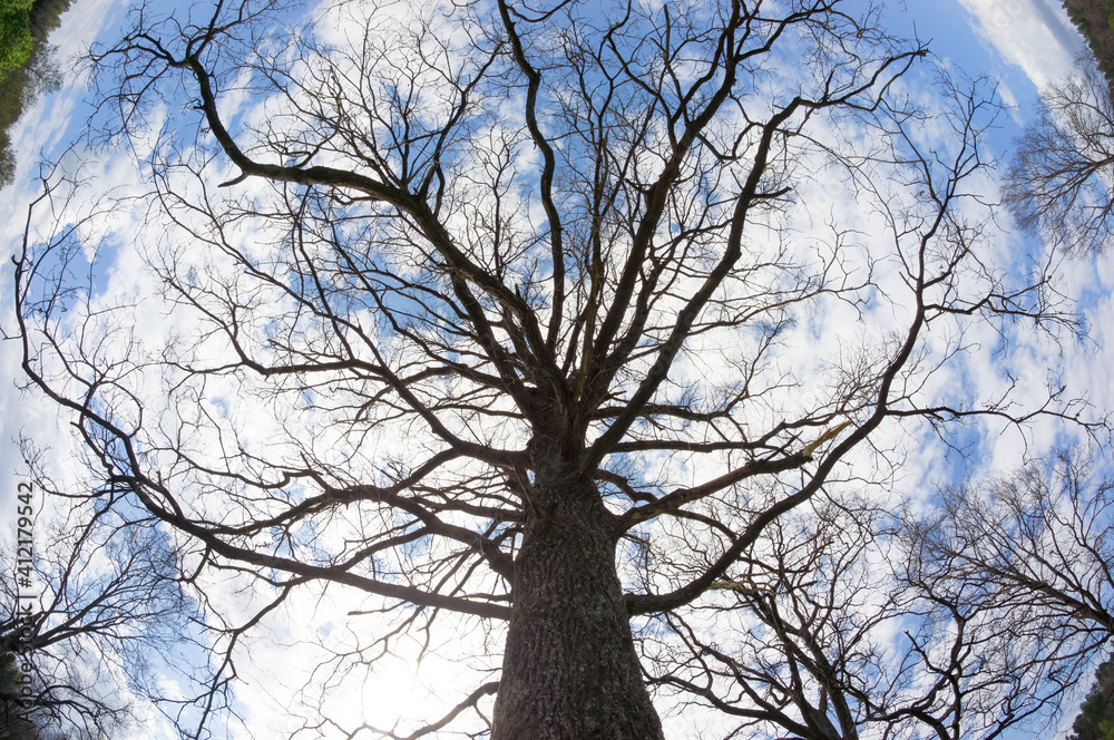 Fisheye view from the ground to a large dry oak tree against a blue sky. Many bare branches of an old tree against the background of a cloudy spring sky. Fisheye view from the ground to a large dry oak tree against a blue sky. Many bare branches of an old tree against the background of a cloudy spring sky.