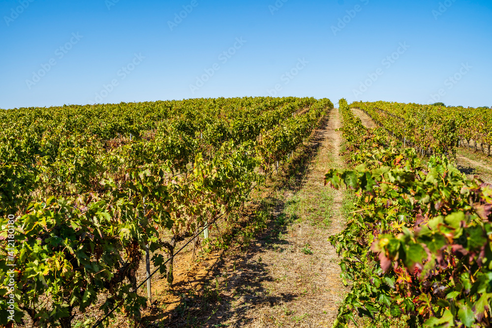 Vineyards of Alentejo during fall, Portugal