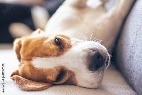 Beagle dog lying down on a cozy sofa in sunny livingroom. Adorable canine background © Przemyslaw Iciak