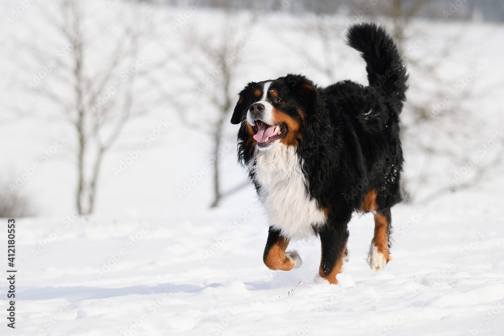 Bernese Mountain dog in winter and snow runs