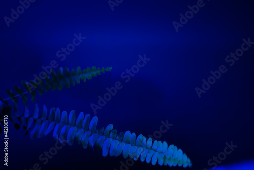 Tropical leaves on a blue background with neon light.