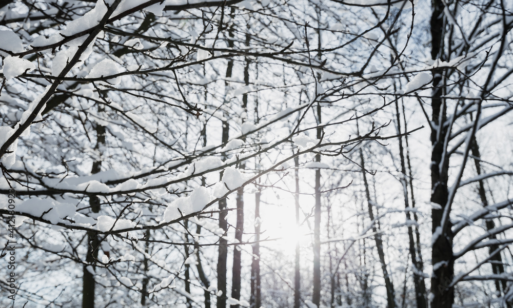 Winter landscape, frosty trees in snowy forest in the sunny light, sparkling hoarfrost on the branches of a winter forest on a frosty day Winter landscape, frosty trees in snowy forest in the sunny light, sparkling hoarfrost on the branches of a winter forest on a frosty day