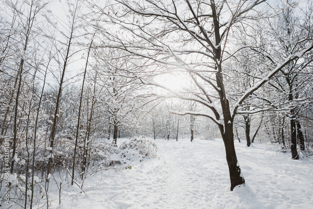 Obraz premium Winter landscape, frosty trees in snowy forest in the sunny light, sparkling hoarfrost on the branches of a winter forest on a frosty day