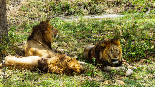 Fototapeta Naklejka Na Ścianę i Meble -  lion and lioness