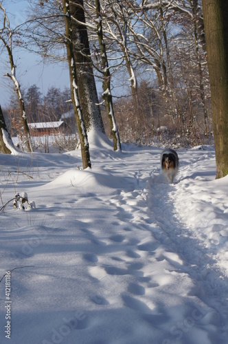ein Hund im Schnee, Salz an den Pfoten ,Hund im Winter