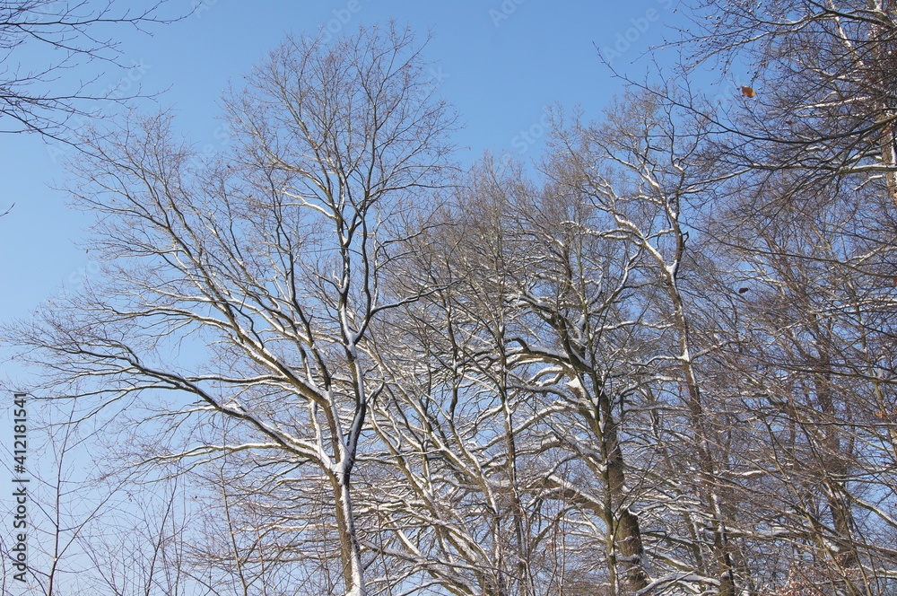 a winter landscape on a walk in the forest and hallway a winter landscape on a walk in the forest and hallway