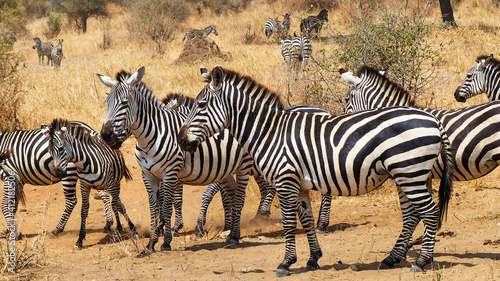 zebras in continent © Memetic Pictures
